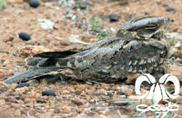 گونه شبگرد هندی Indian Nightjar